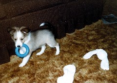 Wild Honey dog (born Feb 14, 1985)